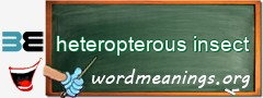 WordMeaning blackboard for heteropterous insect